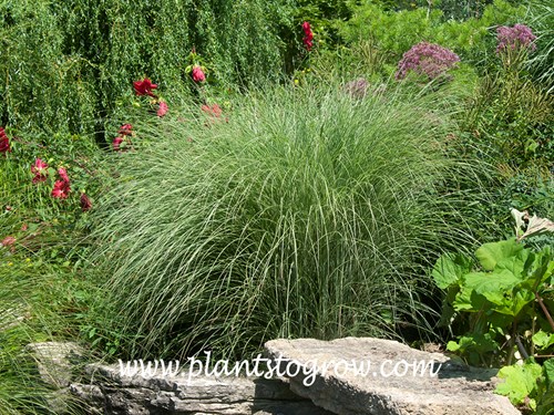 Morning Light Miscanthus (Miscanthus sinensis)
A mature plant with the red flowering Hardy Hibiscus and Eupatorium to the right. .
